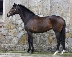 broodmare Coudeville xx (Thoroughbred, 2013, from Air Chief Marshal xx)