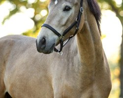 Pferd Der kleine Prinz (Deutsches Reitpony, 2017, von Dreiklang AT)