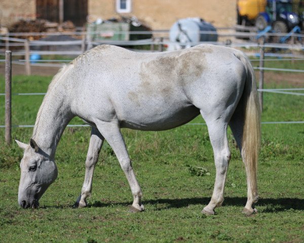 broodmare Friede (Trakehner, 2002, from Schampus)