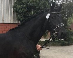 dressage horse Bonaparte 131 (Hanoverian, 2016, from Bon Coeur)