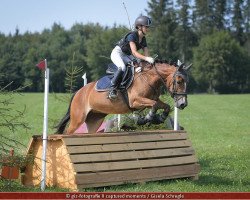 dressage horse Little Miss Lisa (New Forest Pony, 2011, from Woodrow Carisbrooke)