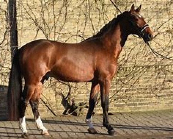 stallion Baloukato (Hanoverian, 2017, from Balou du Rouet)