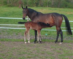 broodmare Miss des Genêts (Selle Français, 2000, from Diamant de Semilly)