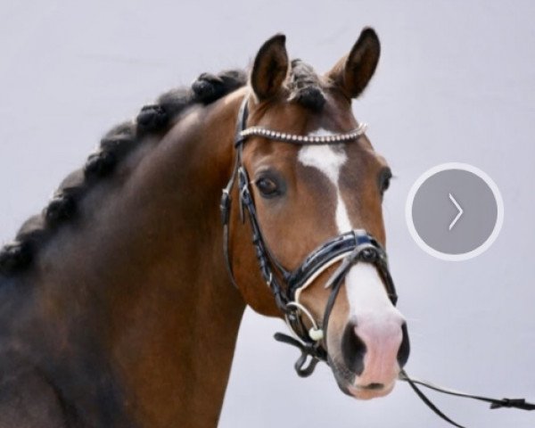 dressage horse Der König von Mallorca (German Riding Pony, 2011, from Dream of Lord)
