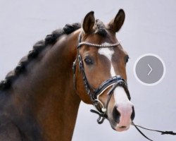 Dressurpferd Der König von Mallorca (Deutsches Reitpony, 2011, von Dream of Lord)