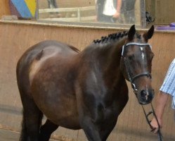 broodmare Cara (German Warmblood, 1999, from Diamant)