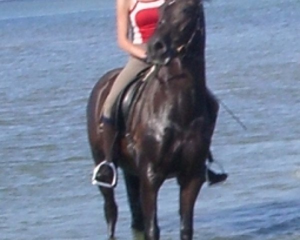 dressage horse Kaletto HS (German Riding Pony, 2003, from Kennedy WE)