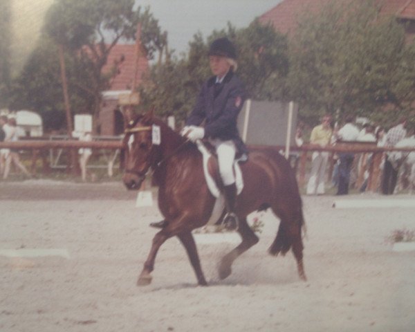 broodmare Gabie (Welsh-Pony (Section B),  , from Lord)