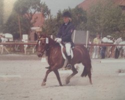 Zuchtstute Gabie (Welsh Pony (Sek.B),  , von Lord)