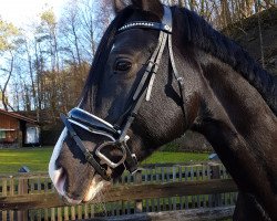 dressage horse De Janeiro (Hanoverian, 2014, from Don Index)