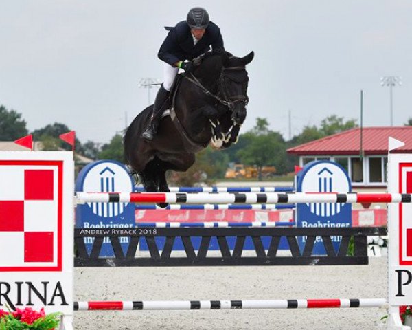 dressage horse Damokles (Hanoverian, 2008, from Don Crusador)