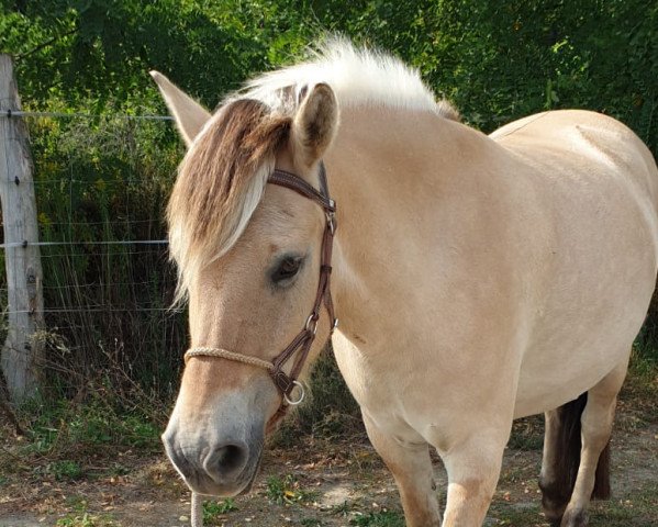 broodmare Zobel (Fjord Horse, 2006, from Fjordens Marcus)