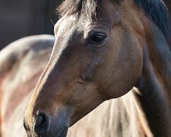 broodmare Bayeta (Hanoverian, 2008, from Brentano II)