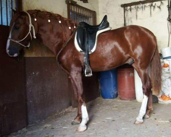 Pferd GITANO (Pura Raza Espanola (PRE),  )