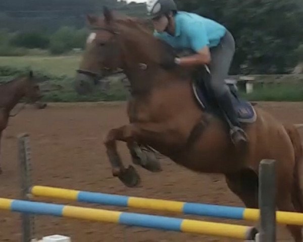 jumper Südwind B (Trakehner, 2012, from Phlox)