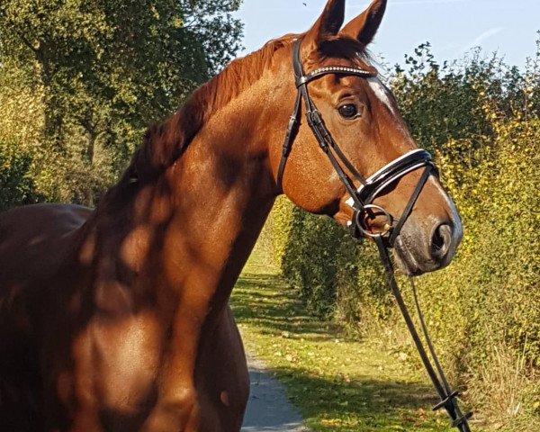 dressage horse Linos Life (Rhinelander, 2006, from Lord Loxley I)