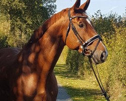 dressage horse Linos Life (Rhinelander, 2006, from Lord Loxley I)