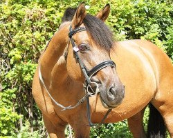 Pferd Vivien (Deutsches Reitpony, 2006, von Veneciano)