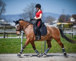 dressage horse Quenno du Breuil (Appaloosa, 2004, from Unbekannt FRA)