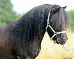 stallion Guus v. Stal Break of Dawn (KWPN (Royal Dutch Sporthorse), 2013, from Kees van Reijensbroeck)