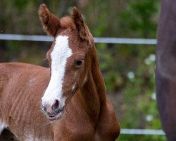 dressage horse Petit Imperia (German Riding Pony, 2020, from Neverland WE)