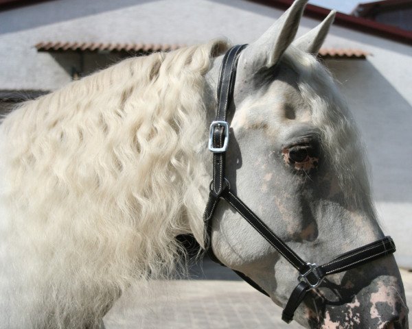 dressage horse Misterio (Andalusier, 2007)