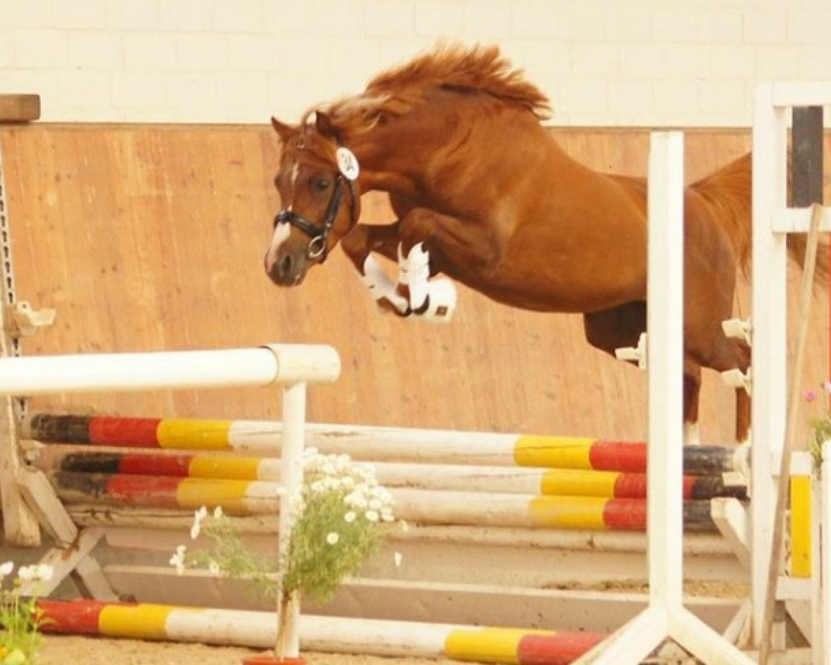 stallion Constars Tiramisu (Welsh-Pony (Section B), 2014, from Tingel Tangel Bob)