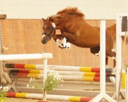 stallion Constars Tiramisu (Welsh-Pony (Section B), 2014, from Tingel Tangel Bob)