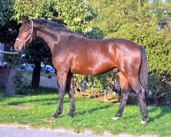 horse Wallach von Diamond Hit (Hanoverian, 2015)