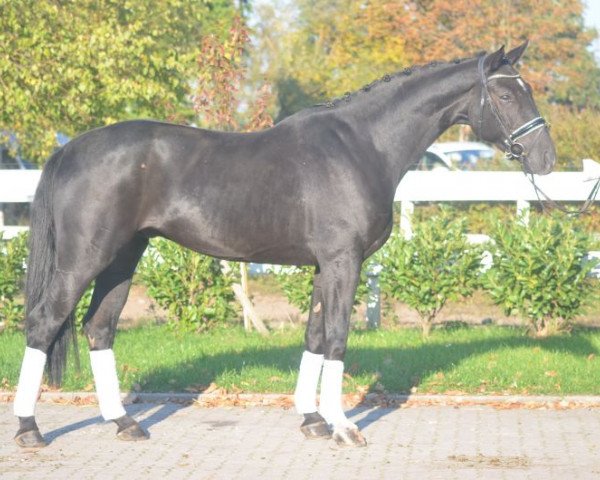Pferd Rappwallach von Scuderia (Hannoveraner, 2014)