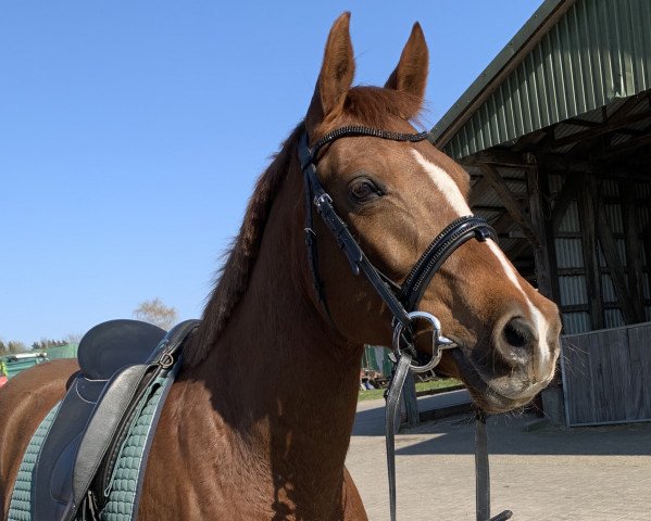 dressage horse Pasadena de la Luna (German Riding Pony, 2008, from Da Vinci)