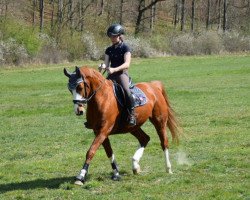 dressage horse Pacoro (Nederlands Rijpaarden en Pony, 2012, from Prins Alfred)