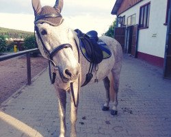 Pferd Kodi (KWPN (Niederländisches Warmblut), 1992, von Hamlet)