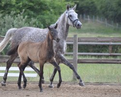 broodmare Camar Espinosa (Trakehner, 2018, from Adorator)