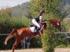 jumper Passpartout 10 (German Riding Pony, 2006, from Plaisier)