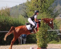 jumper Passpartout 10 (German Riding Pony, 2006, from Plaisier)