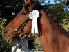 dressage horse Bexley 2 (Trakehner, 2006, from Heops)