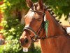 dressage horse Bardot (KWPN (Royal Dutch Sporthorse), 2006, from De Goede Ree Now or Never)