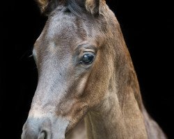 dressage horse Avicii (Trakehner, 2018, from Helium)