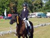 dressage horse Dottore 4 (German Riding Pony, 2009, from Fs Dr Watson)