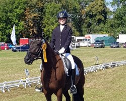 dressage horse Dottore 4 (German Riding Pony, 2009, from Fs Dr Watson)