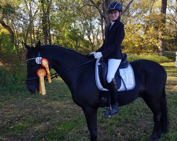 dressage horse Dottore 4 (German Riding Pony, 2009, from Fs Dr Watson)