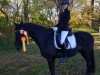 dressage horse Dottore 4 (German Riding Pony, 2009, from Fs Dr Watson)