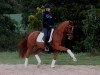 dressage horse Jacko Blue HS (German Riding Pony, 2009, from FS Cracker Jack)