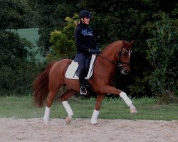 Dressurpferd Jacko Blue HS (Deutsches Reitpony, 2009, von FS Cracker Jack)