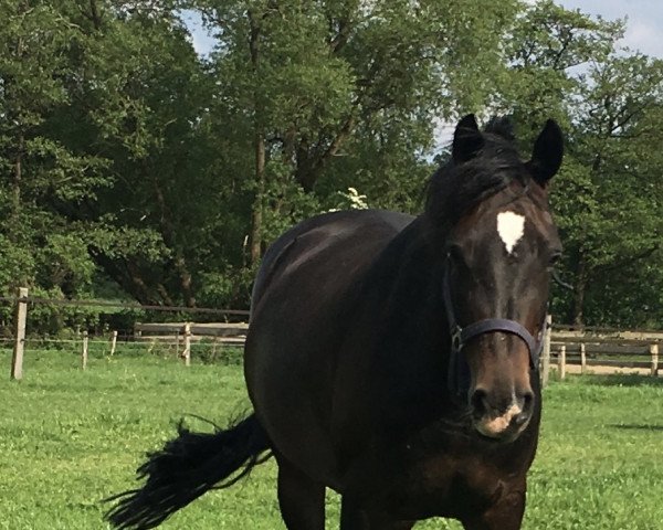 Pferd Fiona 518 (Deutsches Reitpony, 2009, von Bocksbühl Weltano)