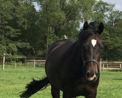 Pferd Fiona 518 (Deutsches Reitpony, 2009, von Bocksbühl Weltano)