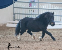 stallion Crazy Colours Montero (Shetland pony (under 87 cm), 2003, from Crazy Colours Mars)