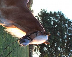 stallion Starlington (Haflinger, 2006, from Straden)