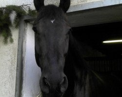 horse Rubinstar (German Sport Horse, 2005, from Rosier)